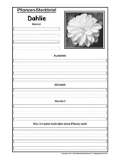Pflanzensteckbrief-Dahlie-SW.pdf